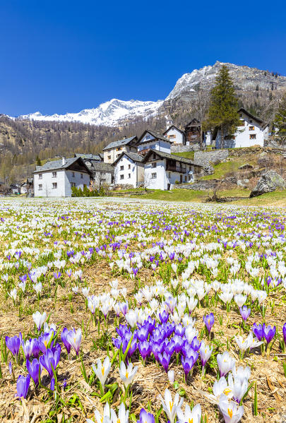 Flowering of Crocus nivea in Bosco Gurin, Vallemaggia, Canton of Ticino, Switzerland, Europe.