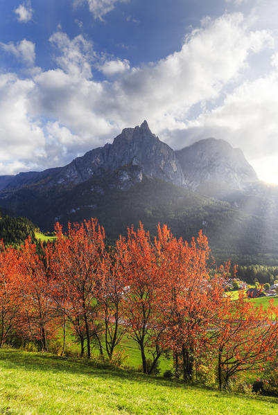 Sunlight illuminates red leafs of cherry trees. Siusi allo Sciliar, Dolomites, province of Bolzano, South Tirol, Italy, Europe.