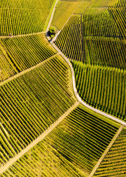 Aerial view of vineyard textures in autumn. Barolo wine region, Langhe, Piedmont, Italy, Europe.