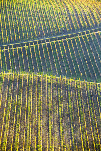 Detail of vineyards during autumn. Barolo wine region, Langhe, Piedmont, Italy, Europe.