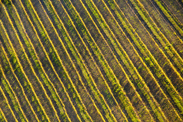 Aerial view of vineyard textures in autumn. Barolo wine region, Langhe, Piedmont, Italy, Europe.