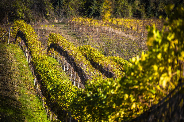 Detail of vineyards during autumn. Barolo wine region, Langhe, Piedmont, Italy, Europe.