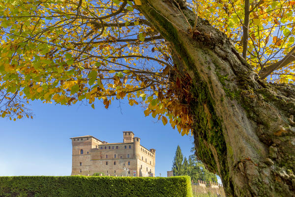 Castle of Grinzane Cavour with an ancient tree in the foreground. Barolo wine region, Langhe, Piedmont, Italy, Europe.