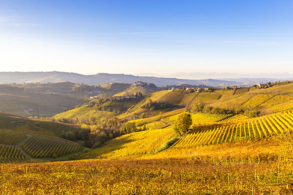 Vineyard of Barolo wine region with evening light. Serralunga d'Alba, Langhe, Piedmont, Italy, Europe.