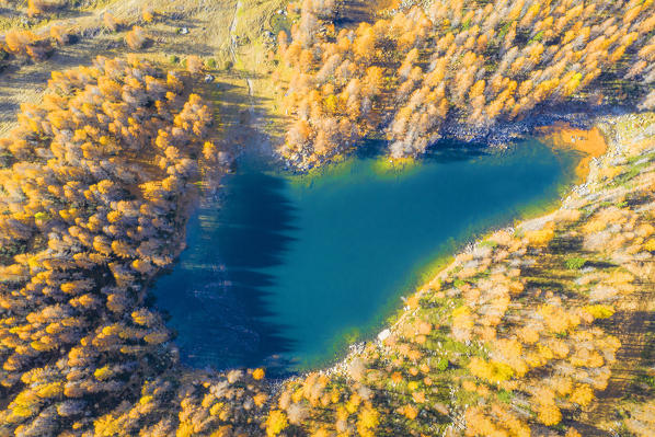 Top-down high angle view of a lake in the middle of the forest of golden larches, reflecting pine's shadows, Azzurro lake, Valchiavenna,  Valtellina, Lombardy, Italy