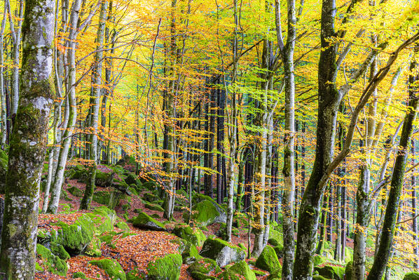 Forest of Bagni di Masino with autumn colors. Valmasino, Valtellina, Lombardy, Italy