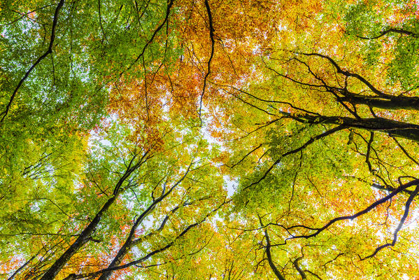 Forest of Bagni di Masino with autumn colors. Valmasino, Valtellina, Lombardy, Italy