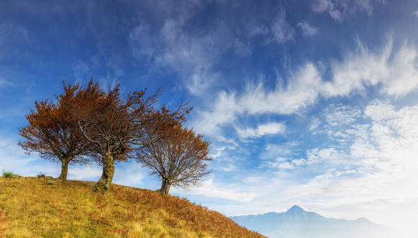 Three trees with view on beautiful clouds in autumn. Lombardy, Italy, Europe.