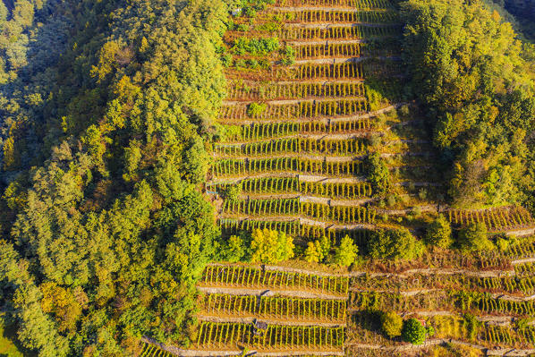 Vineyards terraces in autumn. Valtellina, Lombardy, Italy, Europe.