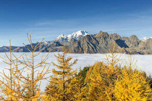 Mount Disgrazia above fog and larches in autumn. Valtellina, Lombardy, Italy, Europe.