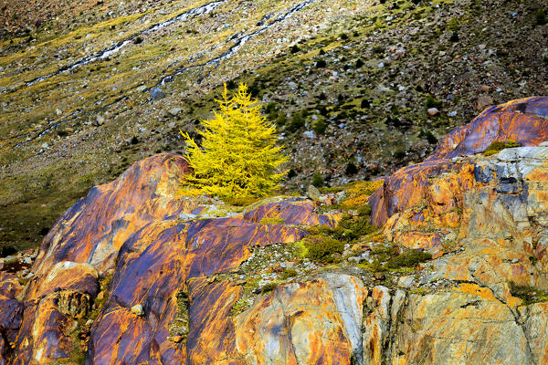 Yellow larch on a colourful glacial rock in autumn. Forni glacier, Valtellina, Lombardy, Italy, Europe.