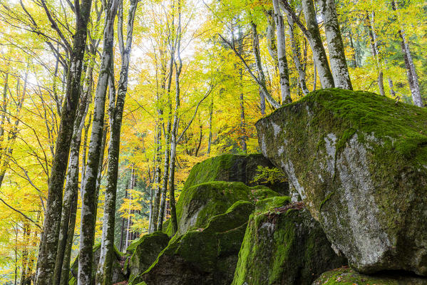 Forest of Bagni di Masino with autumn colors. Valmasino, Valtellina, Lombardy, Italy