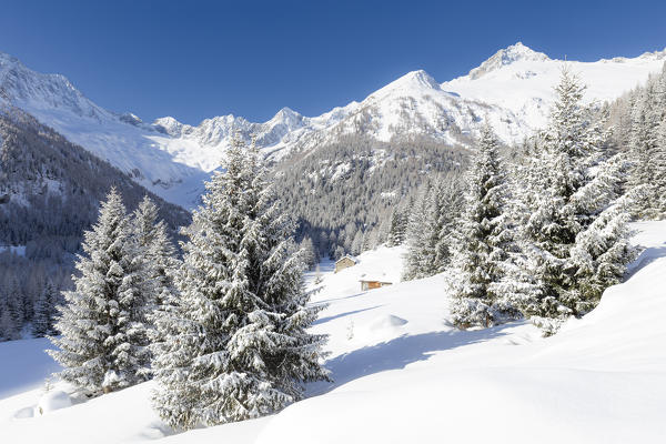 Winter scenery with trees and huts covered by deep snow. Chiareggio, Valmalenco, Valtellina, Lombardy, Italy, Europe.