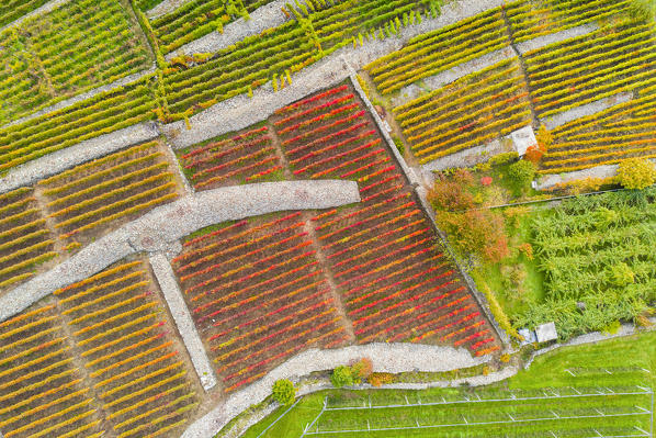 Aerial view of multi-colored vineyards. Valtellina, Lombardy, Italy, Europe.