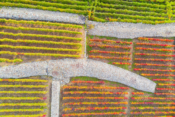 Aerial view of multi-colored vineyards. Valtellina, Lombardy, Italy, Europe.