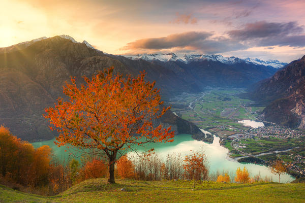 Cherry tree with view on  Valchiavenna valley at sunset. Verceia, Valchiavenna, Valtellina, Lombardy, Italy, Europe.