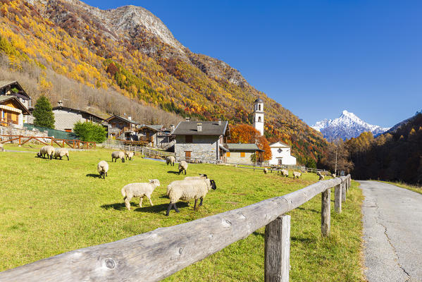 Village of Bodengo in autumn with sheeps at grazing. Valchiavenna, Valtellina, Lombardy, Italy, Europe.