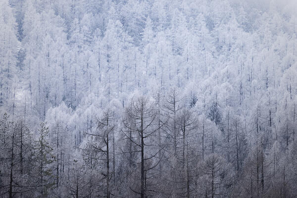 Frozen larch forest. Valmalenco, Valtellina, Lombardy, Italy, Europe