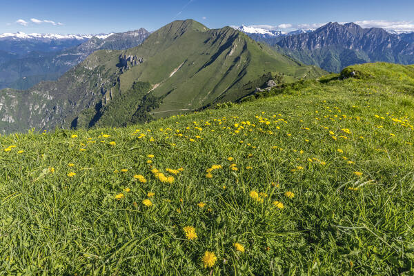 Summer flowering with view on Cima Pari.  Trento province, Trentino Alto Adige, Italy, Europe.