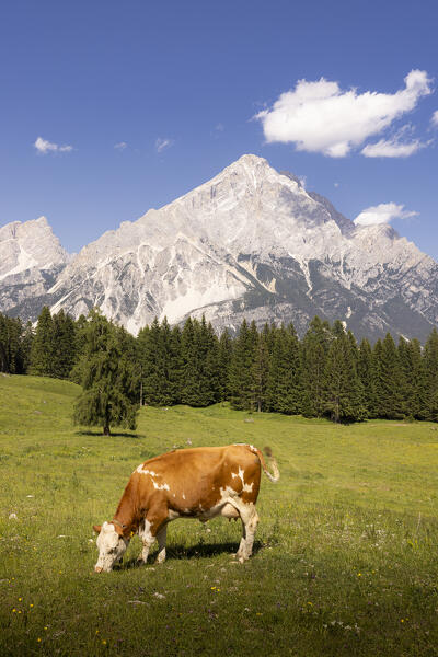 Alpine cow with view on Antelao. San Vito di Cadore, Boite valley, Cadore, Belluno province, Veneto, Italy, Europe