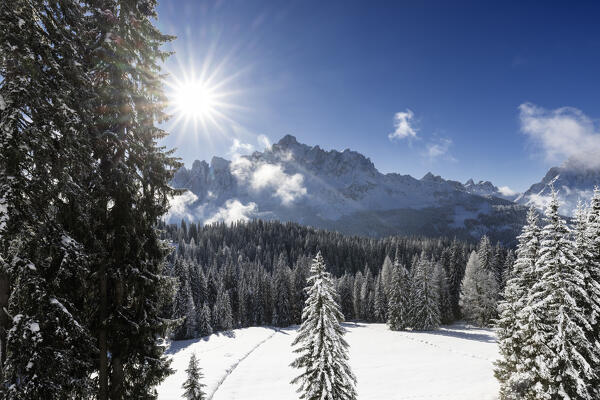 Croda Rossa group from the forest of Biotopo Monte Covolo after a snowfall. Sesto / Sexten, Bolzano province, South Tyrol, Italy Europe.