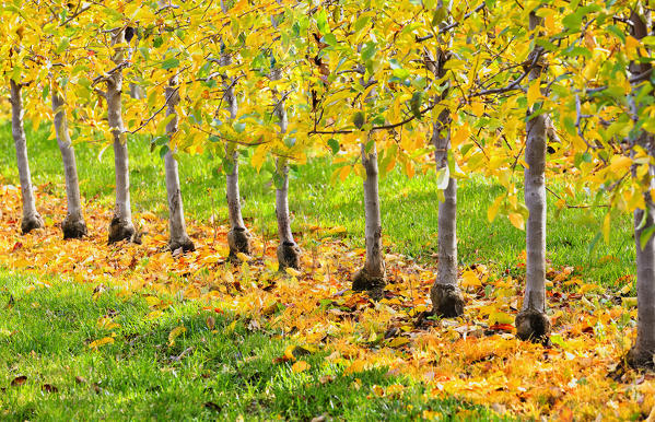 Detail of apple plants in an orchard during autumn. Bianzone, Valtellina, Lombardy, Italy.