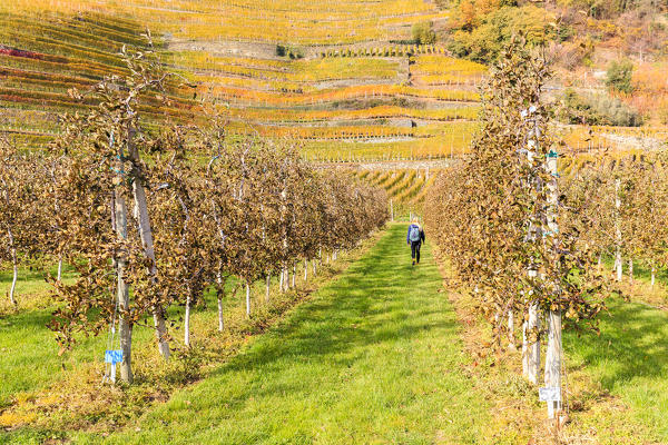 A girl walk in a cultavation of apples, with view on yellow vineyards. Bianzone, Valtellina, Lombardy, Italy.