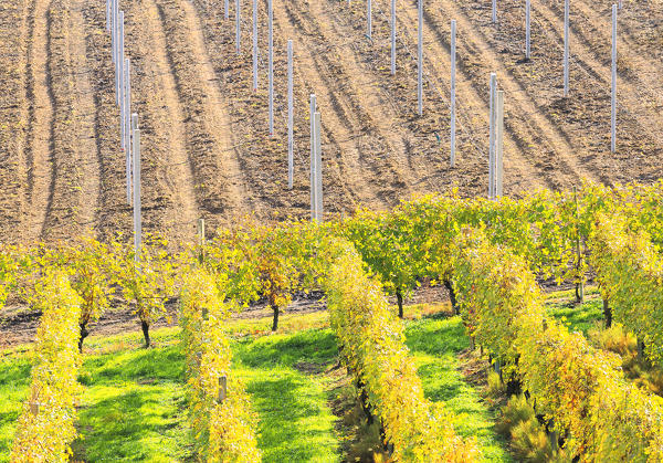 Wineyards and uncultivated fields from above. Bianzone, Valtellina, Lombardy, Italy.