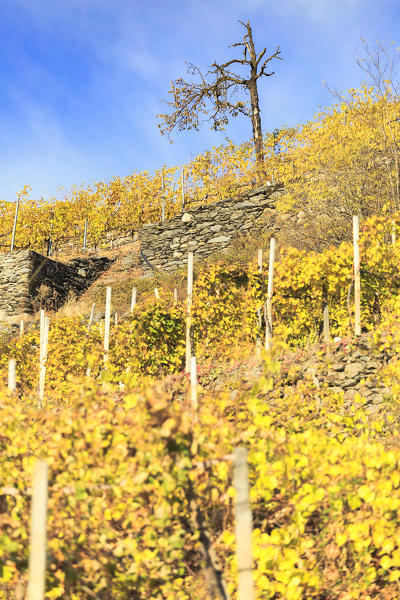 Lonely tree in the wineyards of Valtellina, Poggiridenti, province of Sondrio, Lombardy, Italy.