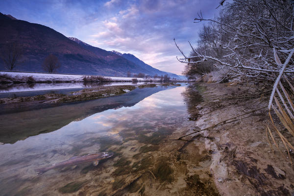 A trout rest in the low water of Adda River during sunset. Fusine, Valtellina, Lombardy, Italy.