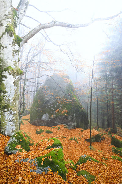 Isolated rock covered with moss in the forest of Bagni di Masino, Valmasino, Valtellina, Sondrio province, Lombardy, Italy.