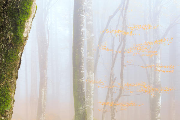 Fog in the forest of Bagni di Masino during autumn, Valmasino, Valtellina, Sondrio province, Lombardy, Italy.