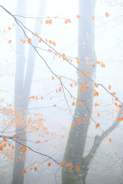 Fog in the forest of Bagni di Masino during autumn, Valmasino, Valtellina, Sondrio province, Lombardy, Italy.