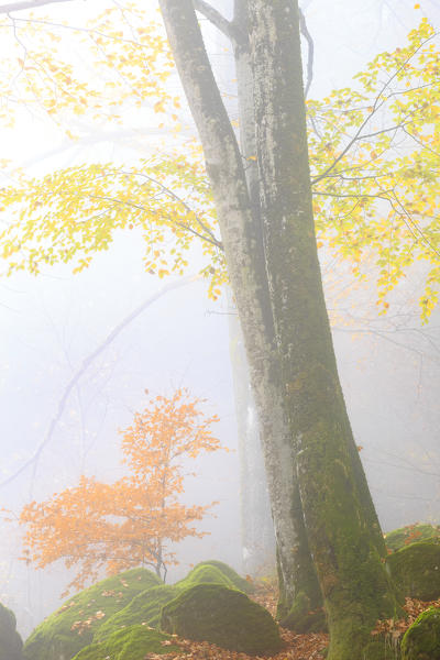 Fog in the forest of Bagni di Masino during autumn, Valmasino, Valtellina, Sondrio province, Lombardy, Italy.