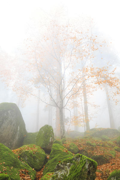 Fog in the forest of Bagni di Masino during autumn, Valmasino, Valtellina, Sondrio province, Lombardy, Italy.