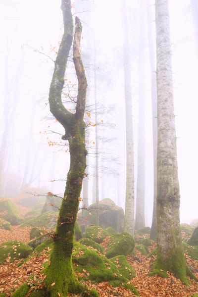 Fog in the forest of Bagni di Masino during autumn, Valmasino, Valtellina, Sondrio province, Lombardy, Italy.