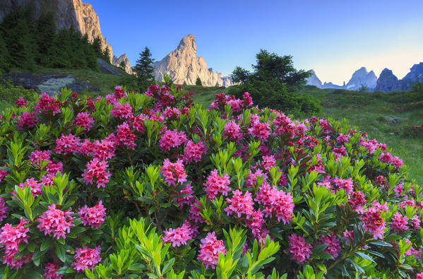 Sunrise in Torrone Valley with blooming of rhododendrons, Valmasino, Valtellina, Sondrio province, Lombardy, Italy.