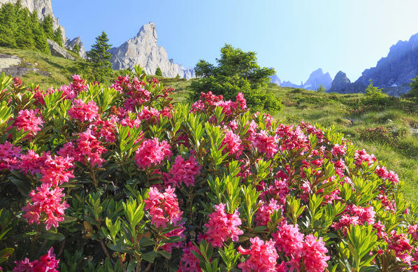 Blooming of rhododendrons in Torrone Valley, Valmasino, Valtellina, Sondrio province, Lombardy, Italy.