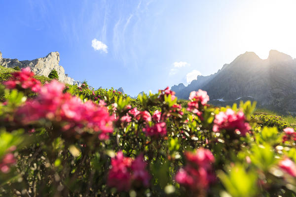 The sun illuminates the rhododendrons of Torrone Valley, Valmasino, Valtellina, Sondrio province, Lombardy, Italy