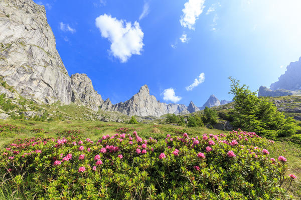 Blooming of rhododendrons in Torrone Valley, Valamasino, Valtellina, Sondrio province, Lombardy, Italy.