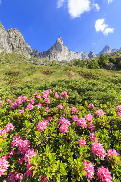 Blooming of rhododendrons in Torrone Valley, Valamasino, Valtellina, Sondrio province, Lombardy, Italy.