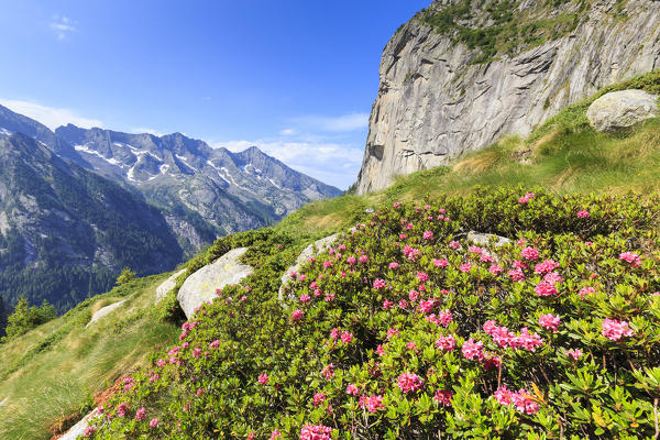 Blooming of rhododendrons in Torrone Valley, Valamasino, Valtellina, Sondrio province, Lombardy, Italy.