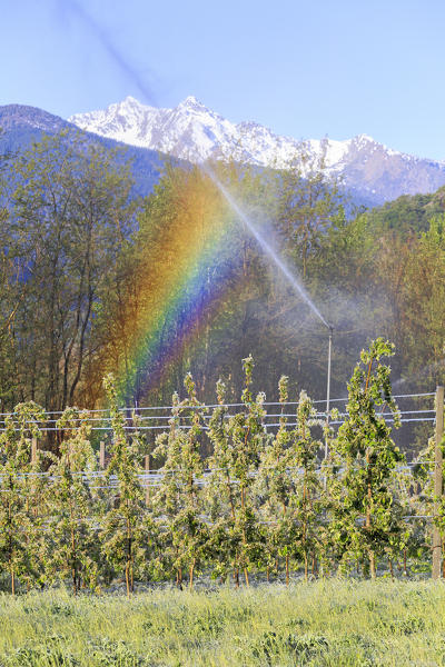 Raimbow on apple plants during irrigation. Tirano, Valtellina, Lombardy, Italy.