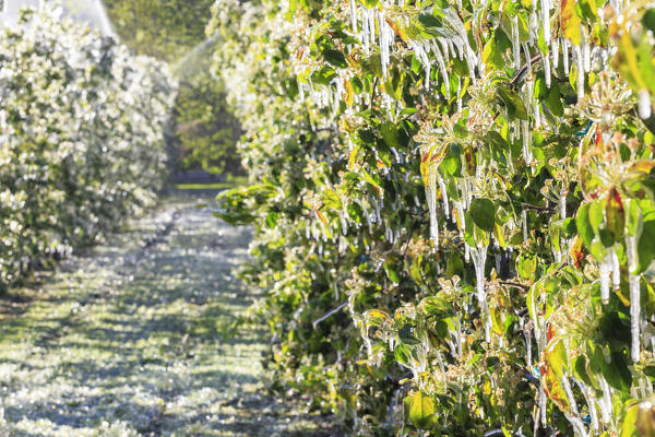 Ice stalactites on apple plants after watering which prevents the freezing of the flowers. Tirano, Valtellina, Lombardy, Italy.