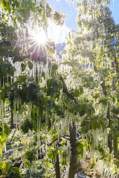 The sun filters through ice stalactites on apple plants after watering which prevents the freezing of the flowers. Tirano, Valtellina, Lombardy, Italy.