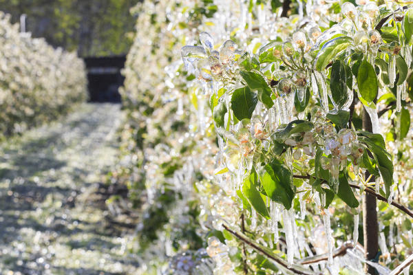 Ice stalactites on apple plants after watering which prevents the freezing of the flowers. Tirano, Valtellina, Lombardy, Italy.