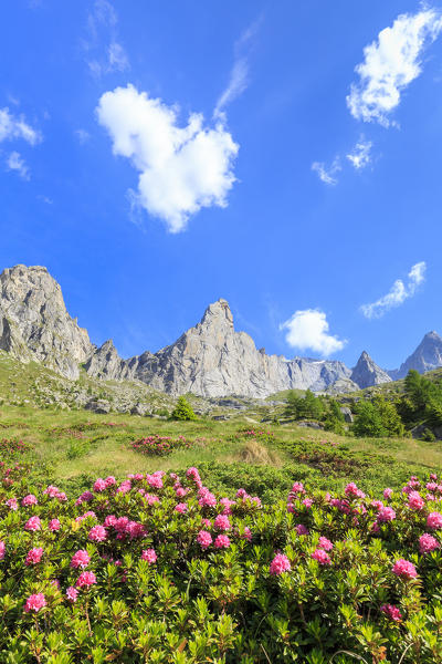 Blossoming of rhododendrons in Torrone Valley, Valamasino, Valtellina, Sondrio province, Lombardy, Italy.