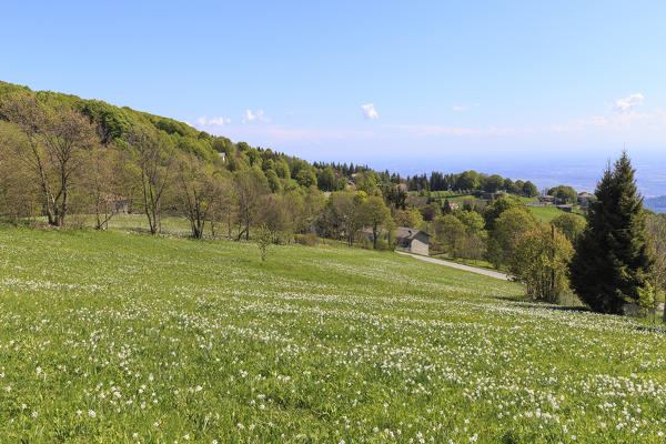 Flowering of daffodils at Valico di Valcava(Valcava Pass), Val San Martino, Prealpi Bergamasche, Bergamo province, Lombardy, Italy.