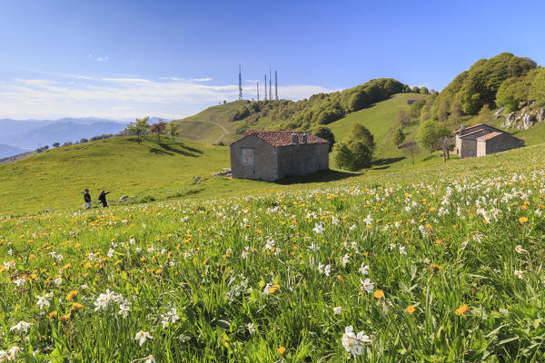 Tho people walk in a flower meadows at Valico di Valcava(Valcava Pass), Val San Martino, Bergamo province, Prealpi Bergamasche, Lombardy, Italy.