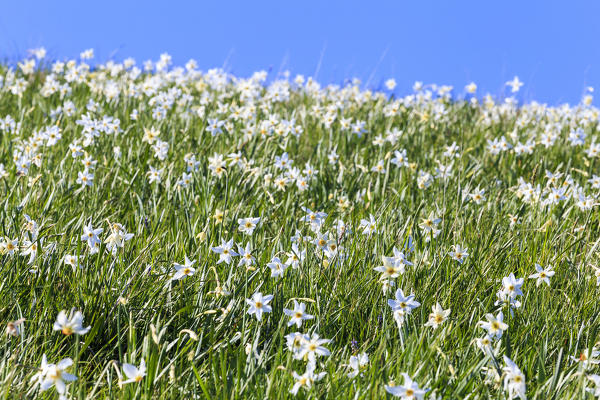 Blooming of daffodils. Valico di Valcava(Valcava Pass), Val San Martino, Prealpi Bergamasche, Bergamo province, Lombardy, Italy.